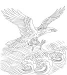 白描老鹰 