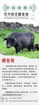 藏香猪海报