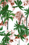 大牌椰子树