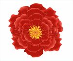 牡丹花
