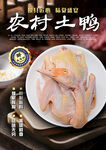 农村土鸭