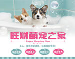 宠物