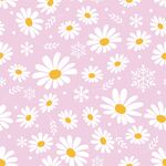 雏菊