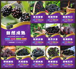 桑葚