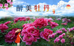 牡丹  