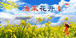 油菜花  