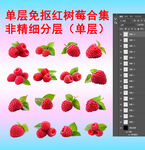 单层免抠透明红树莓