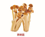 食用菌茶树菇 矢量图