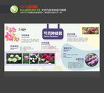 芍药