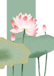 荷花