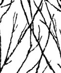 树枝