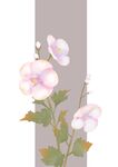 木槿花