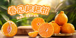 耙耙柑不知火橘kv