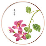 紫荆花