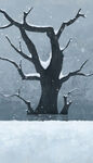 大雪中的枯树