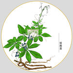 绞股蓝包装插画