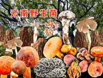 野生菌海报