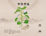 苎麻