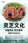 灵芝