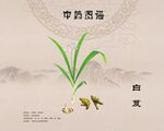 白芨