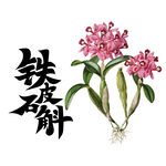 铁皮石斛