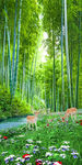 竹林风景