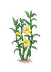 石斛插画