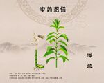 泽兰