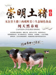 崇明土猪