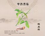 鸡血藤 