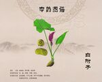 白附子