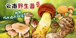 野生菌广告  