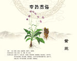 紫菀
