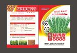 小麦单页