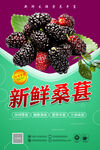 新鲜桑葚 