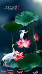 荷花鲤鱼图