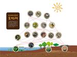 红树林湿地植物网