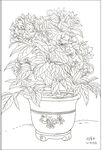 白描花卉 