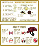 灵芝的作用