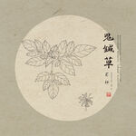 线描鬼针草