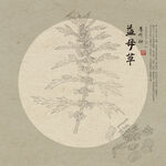 益母草线描