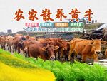 黄牛海报