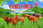 小黄牛