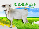 山羊