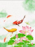 鲤鱼