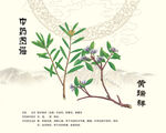 瑞香黄瑞香