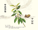 丁公藤