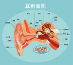 耳剖面图