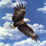 大鹏展翅手绘老鹰