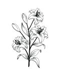 百合花矢量图
